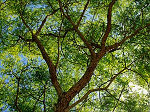 Arizona Rosewood
