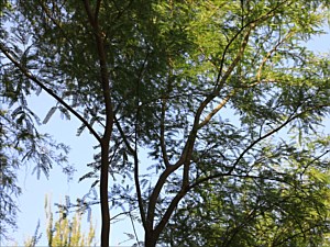 Chilean Mesquite