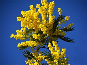 Blackbrush Acacia