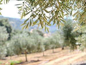 Fruitless Olive