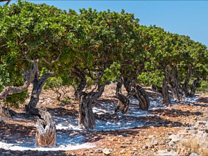 Mastic Tree