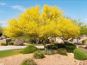 Blue Palo Verde